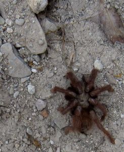 Frozen tarantula on floor of the canyon. 