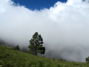 Cloud shrouded crest