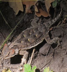 Horned toad competing for trail space on the Little Bonito Creek Trail.
